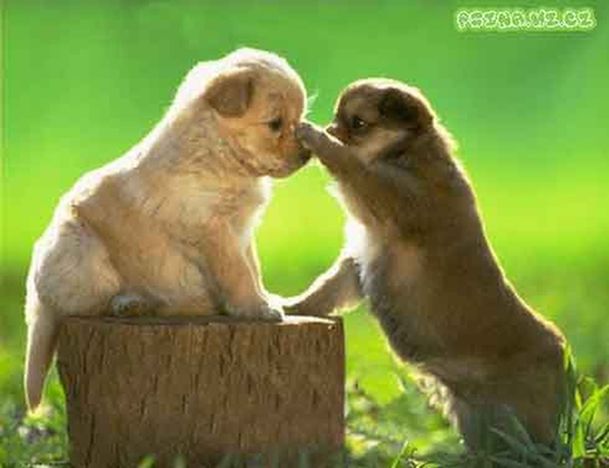 zamilovani-pejsci000