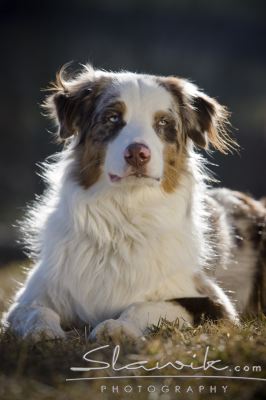australian_shepherd20832