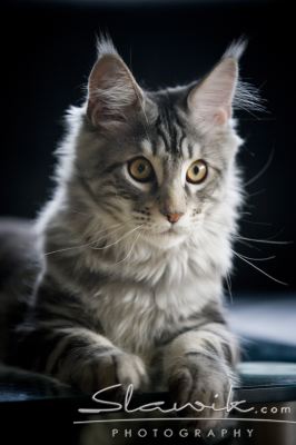 main_coon_1087