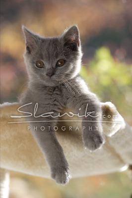 britisch_kurzhaar_110742